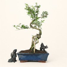 Snow Rose (Serissa) Bonsai Tree | Shaped | In 25cm Pot