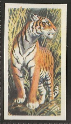 BROOKE BOND (TEA)-(RHODESIAN) ASIAN WILD LIFE 1963-#11- TIGER