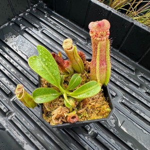Nepenthes Khasiana | eBay