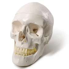 Human Adult Skull Anatomical Model, Medical Quality, Life Size (9" Height) - 3 P