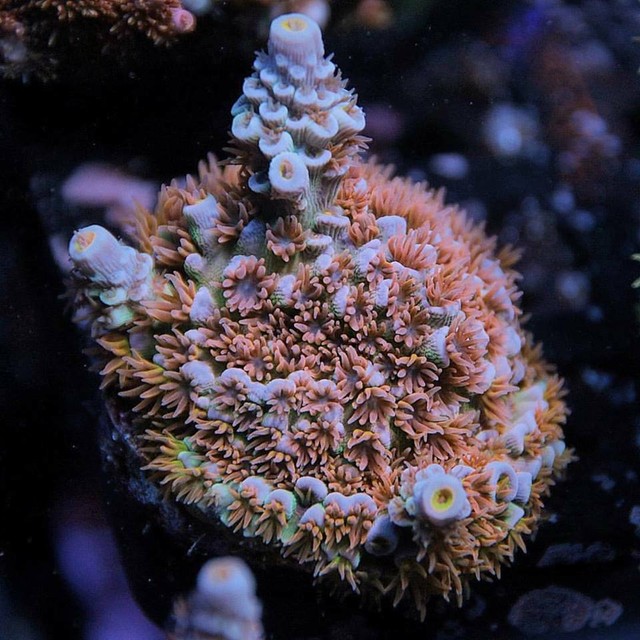 Reef Raft Orange Passion RRA Acropora Acro Frag Rare Live Coral SPS eBay