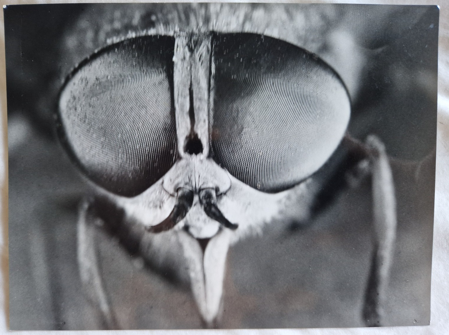 Gadfly by PAUL POPPER Silver Gelatin Print photo