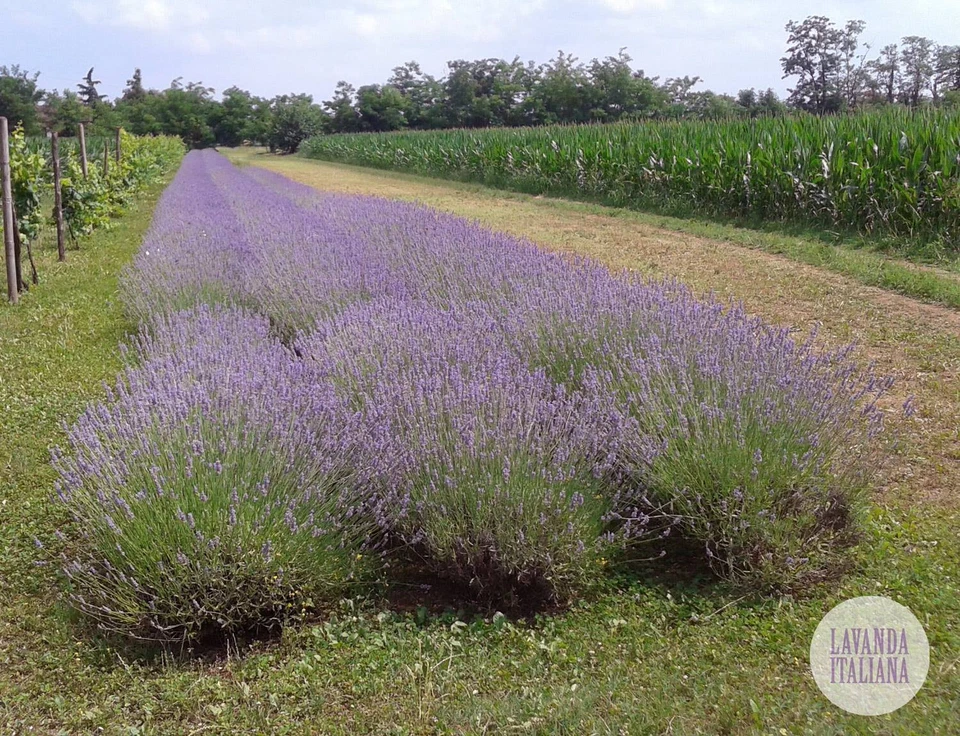 1 Kg Fiori di lavanda secchi sfusi (sgranati) – Prodotto 2025 - Image 2 of 4