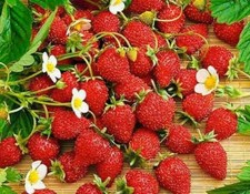 Wild Strawberry Regina large fruits 250 seeds +4" FREE REUSABLE PLANT LABEL