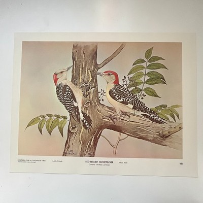 Red-Bellied Woodpecker Golden-Front Woodpecker 1962 Bird Book Plate Print TFL7-1