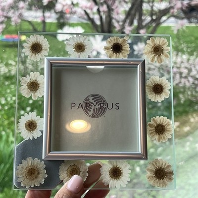 Papyrus 4'' x 4'' Glass Photo Frame Dried Pressed Daisies Floral Design