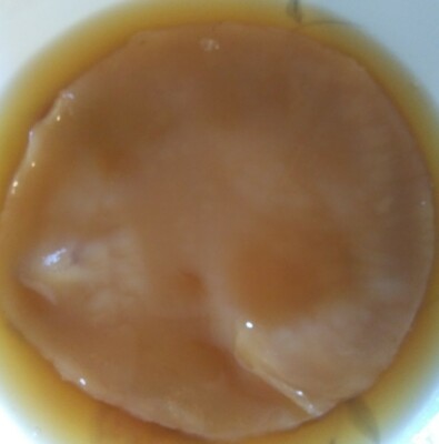  KOMBUCHA SCOBY with starter tea. 1/$10. Discount On Multiples   