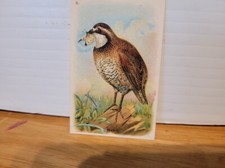 QUAIL #6 SIXTH SERIES USEFUL BIRDS OF AMERICA TRADING CARD 1930'S