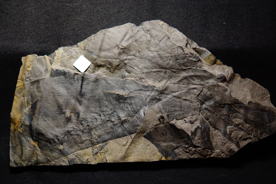 Carboniferous plant oldest know ginkgo fossil Ginkgophytopsis w it's cone ! - Image 3 of 4