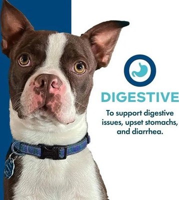 NEW Fromm Family Nutritionals Digestive Recipe Canned Dog Food 12/13oz  Cans | eBay