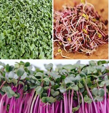 Organic Seeds for Sprouting | Many Types | Sprouts |