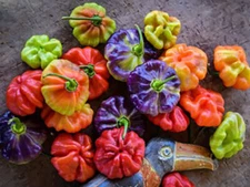 Aji Cachucha Pepper Seeds (20) / FLORIDA GROWN / ORGANIC / AJI DULCE / RARE 