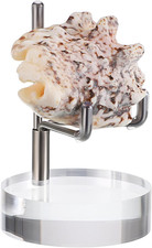 Mini Espositore Da Braccio Regolabile in Metallo Argento Con Base Rotonda in Acr