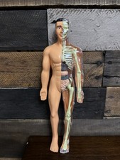 ATORSE 30 Pc. Human Anatomy Model Removable Skeleton Torso Anatomy Model