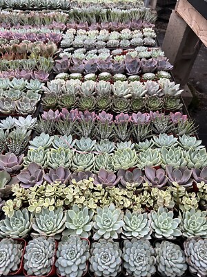 seed planter tray Jiffy 11 in x 22 in Plant Tray
