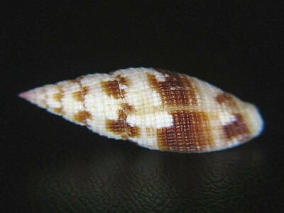 MITRA ''NEOCANCILLA'' MACULOSA: PHILIPPINE FORM @ 24.05MM!