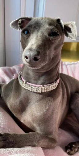 Petco Cat Rhinestone/Diamante Collars