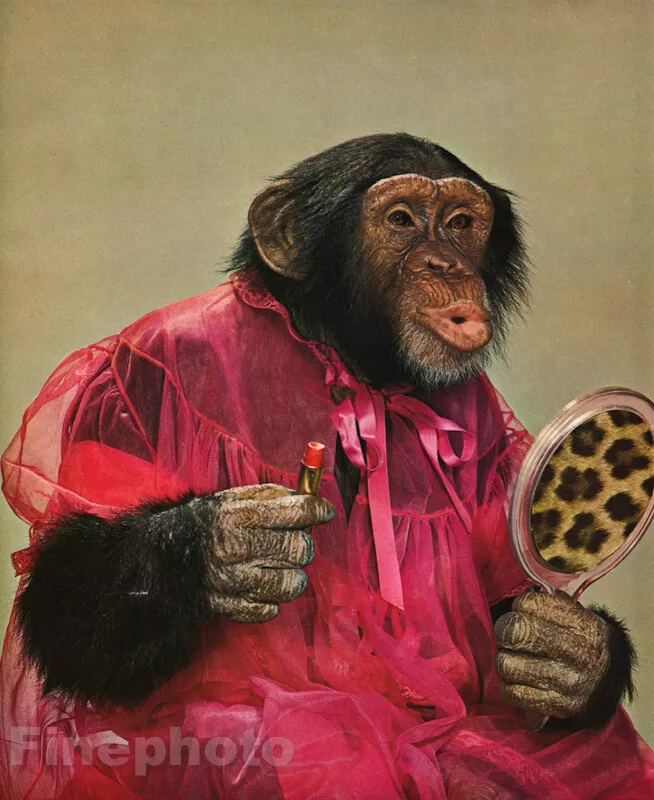 Chimpanzee With Makeup  Saubhaya Makeup