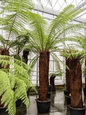 Dicksonia Antarctica Tree Fern - 2ltr Pot Flowering Semi-Deciduous Hardy