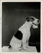 1957 Press Photo Asta, the wire haired terrier who stars on "The Thin Man."