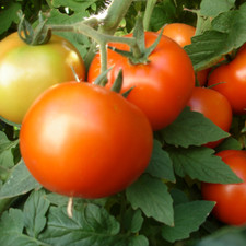 Early Girl Tomato Seeds (F1 Hybrid) | Non-GMO | Free Shipping | Seed Store 1027