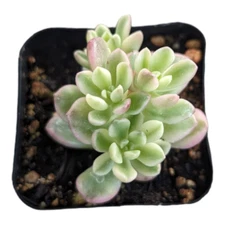 Sedum Joyce Tulloch Variegata Succulent Plant
