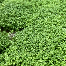 Dwarf Baby Tears HC | Aquarium Plants Factory®