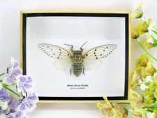 White Ghost Cicada - Ayuthia spectabilis - Real Huge 3D Displaycase of Cicada