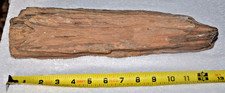 Very Rare Large Petrified Wood Log 13"
