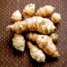 Jerusalem Artichoke Bare Roots for Planting - Helianthus tuberosus Sunchokes