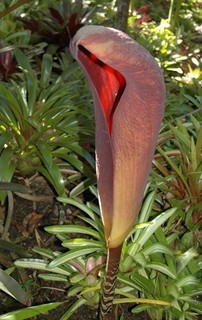 Dracontium gigas. Giant Snake Skin Lily. RARE. HUGE 8cm dormant tuber.