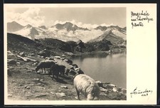 Foto-AK Hans Hruschka Nr.743: Bergschafe am Schwarzsee 
