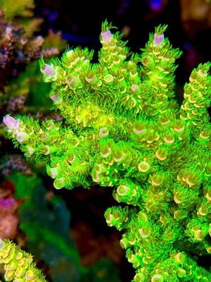 Jason Fox Homewrecker Acro - Live Coral Frag SPS/Acropora