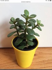 6 jade plants live succulent