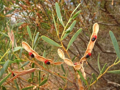 50+ Seeds Acacia ligulata - "Small Cooba" - Australian Acacia Tree Seeds