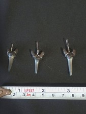 Sand Tiger Shark Tooth Pendant 1