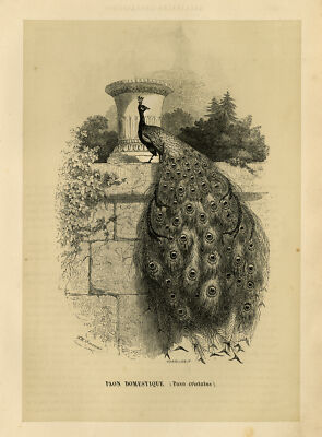 Antiker Druck-PAON-BLUE PEAFOWL-INDIAN PEAFOWL-Harrison-Le Maout-Freeman-1853