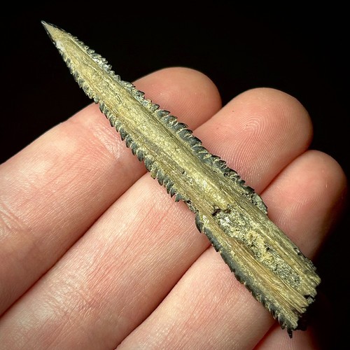 Whiptail Stingray Barb (Dasyatidae sp.) 2.30" Fossilized Ray Spine Batoid Fossil