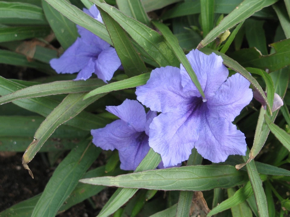 10 Live Bare Rooted Mexican Petunia  Plants (Ruellia Simplex) . - Image 2 of 4