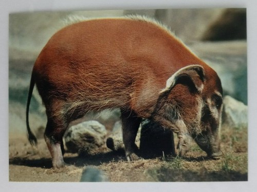 1993 CARDz San Diego Zoo Trading Cards (Pick Your Card) - Picture 64 of 221