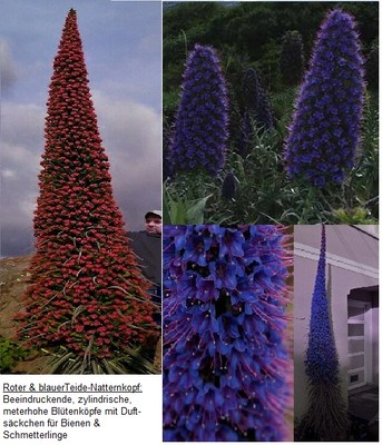 Gigantischste Blumen der Welt : Blauer & roter Riesen-Natternkopf / Samen-Sort