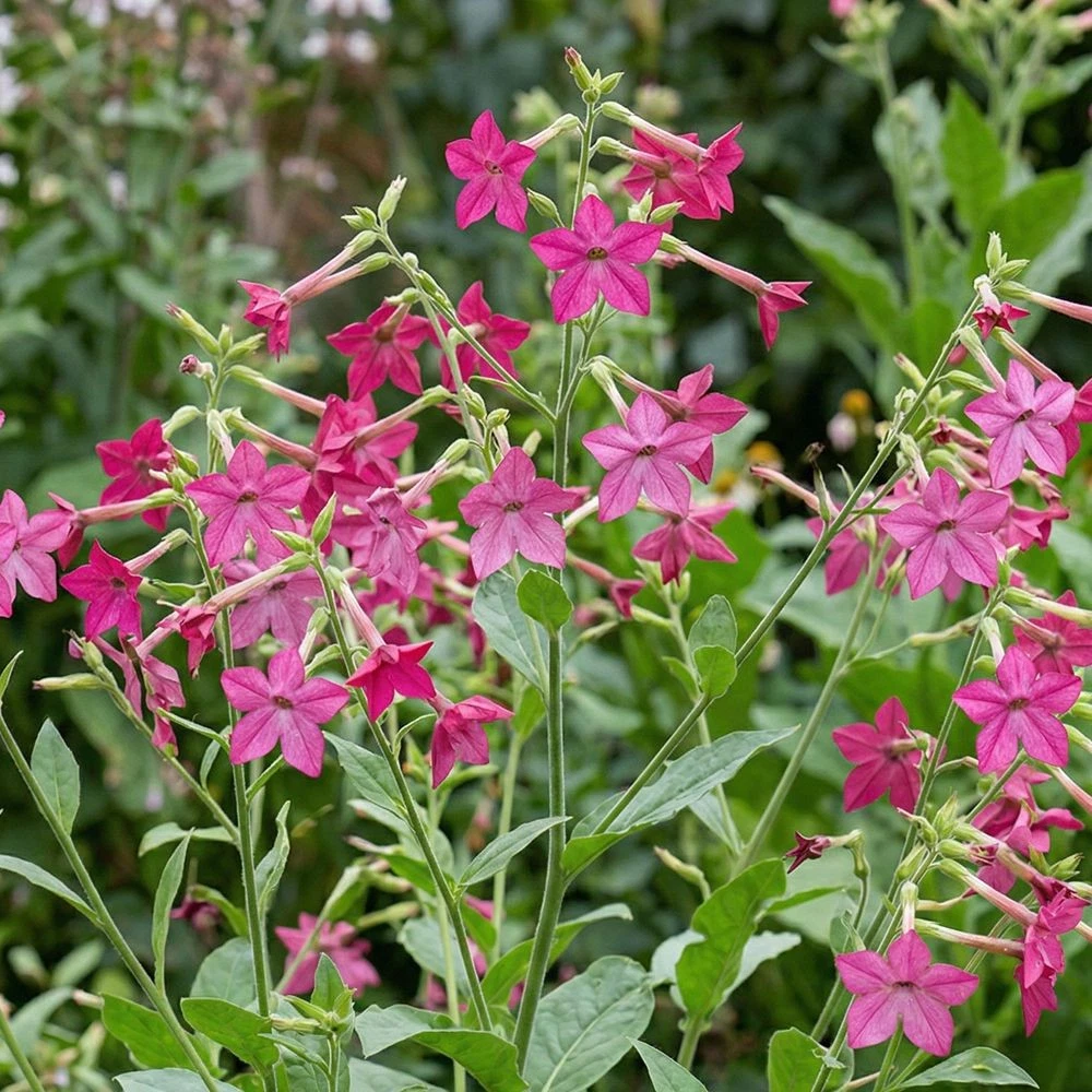 tobacco plug plants uk Nicotiana Plants & Seedlings for sale