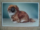 vintage Pekingese Dog #280 postcard, Pub. - Alfred Mainzer