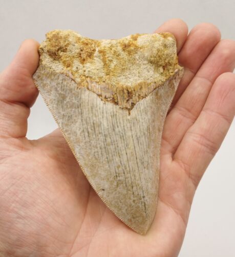 Megalodon Shark Tooth with Great Pattern and Interesting Color - Picture 1 of 8