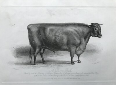 1844 antiker Druck; Ein Devon Bull, Barton bei Exeter nach William H. Davis