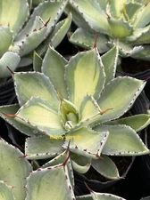 Agave 'Kissho Kan' KICHIJOKHAN Variegated  plant 8-11CM