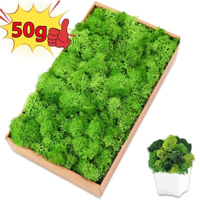 Flores Musgo Plantas Artificiales Falsas Verdes Hierba Vida Eterna Decoración