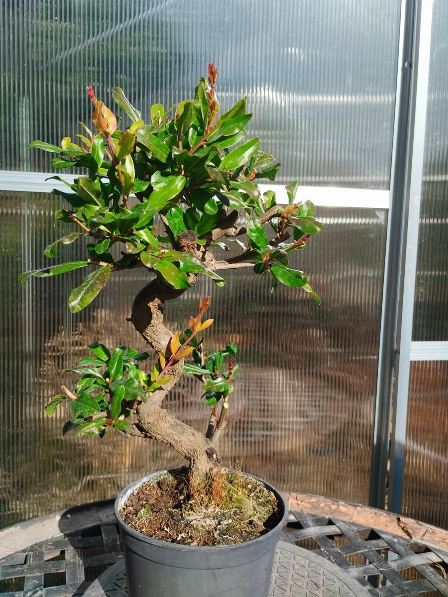 Bonsai Granatapfel online kaufen | eBay