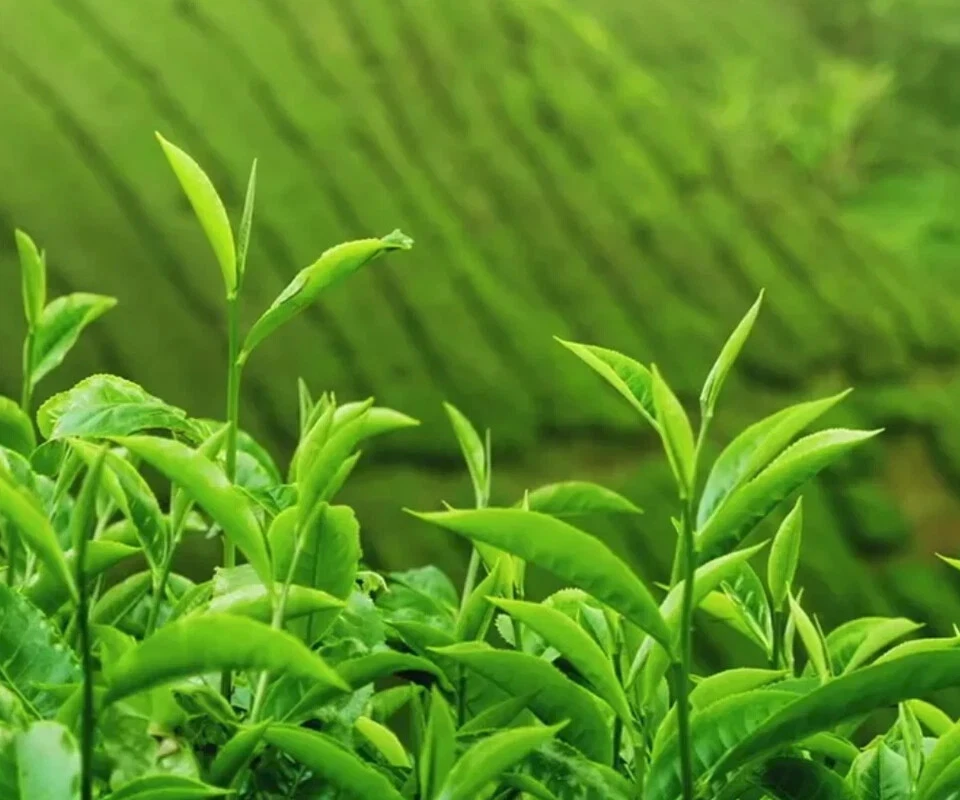 Té Blanco Suelto Puntas Doradas KENIA Orgánico Premium Especialidad Nandi EXP MAYO 2028 Foto 4 de 4