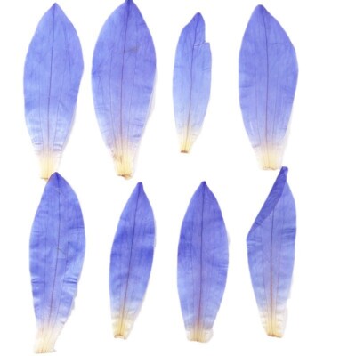 12PCS Real Pressed Dry  water lily petals flower, purple for art Craft FHT23
